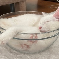 Tekir Kedi, Kedi  Pamuk fotoğrafı
