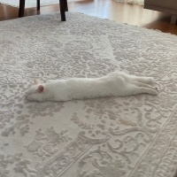 Tekir Kedi, Kedi  Pamuk fotoğrafı