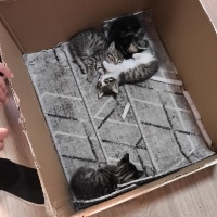 Tekir Kedi, Kedi  Yavrular fotoğrafı