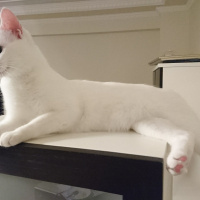 Van Kedisi, Kedi  Shiny fotoğrafı