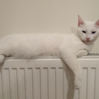 Van Kedisi, Kedi  Shiny fotoğrafı