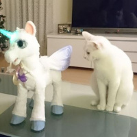 Van Kedisi, Kedi  Shiny fotoğrafı