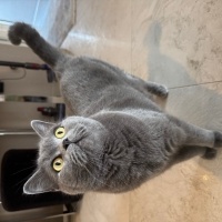 British Shorthair, Kedi  Duman Şanslı fotoğrafı