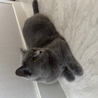 British Shorthair, Kedi  Duman Şanslı fotoğrafı