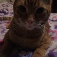 Sarman, Kedi  Tarçın fotoğrafı