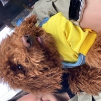 Poodle(Standart Kaniş), Köpek  Cookie fotoğrafı
