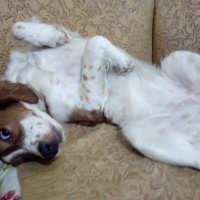 King Charles Spaniel, Köpek  Tarçın fotoğrafı