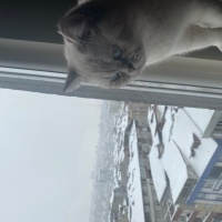 British Shorthair, Kedi  Pars fotoğrafı