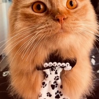 İran Kedisi (Persian), Kedi  Gofret bey fotoğrafı