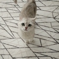 British Shorthair, Kedi  Paşa fotoğrafı