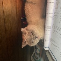 British Shorthair, Kedi  Kale fotoğrafı