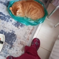 Sarman, Kedi  Lulu fotoğrafı
