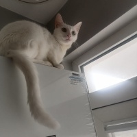 Ankara Kedisi, Kedi  sütlac fotoğrafı