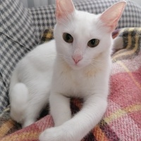 Ankara Kedisi, Kedi  sütlac fotoğrafı