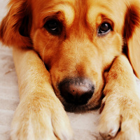 Golden Retriever, Köpek  Ateş fotoğrafı
