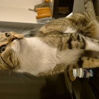 Tekir Kedi, Kedi  Zara fotoğrafı