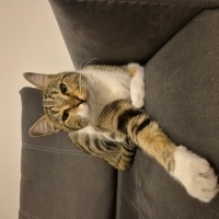 Tekir Kedi, Kedi  Zara fotoğrafı