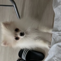 Pomeranyalı, Köpek  Pomerion 5 aylık erkek fotoğrafı