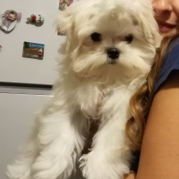 Maltese, Köpek   fotoğrafı
