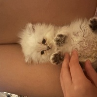 British Longhair, Kedi  Yok fotoğrafı