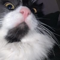 Tuxedo (Smokin) Kedi, Kedi  paşa fotoğrafı