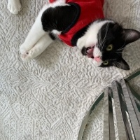 Tuxedo (Smokin) Kedi, Kedi  paşa fotoğrafı
