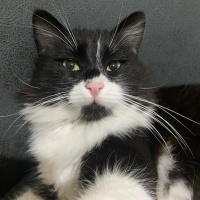 Tuxedo (Smokin) Kedi, Kedi  paşa fotoğrafı