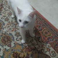 Ankara Kedisi, Kedi  Linda fotoğrafı