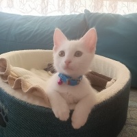 Ankara Kedisi, Kedi  Linda fotoğrafı