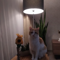 Sarman, Kedi  BİHTER fotoğrafı