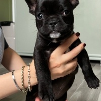 Fransız Bulldog, Köpek  Pars fotoğrafı