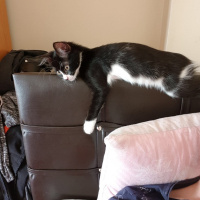 Tuxedo (Smokin) Kedi, Kedi  Pişik fotoğrafı