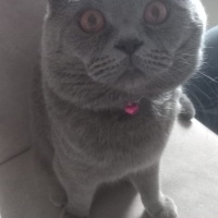 British Shorthair, Kedi  Duman fotoğrafı