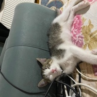 Tekir Kedi, Kedi  Merlin fotoğrafı