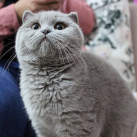 British Shorthair, Kedi  pera fotoğrafı