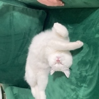 British Longhair, Kedi  Lia fotoğrafı