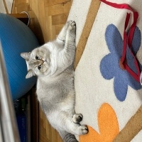 British Shorthair, Kedi  Leia fotoğrafı