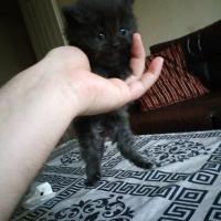 Scottish Fold, Kedi  Minok fotoğrafı