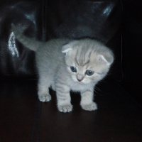 Scottish Fold, Kedi  Minok fotoğrafı