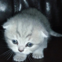Scottish Fold, Kedi  Minok fotoğrafı