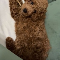 Poodle(Standart Kaniş), Köpek  Kuki fotoğrafı