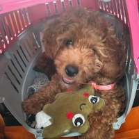 Poodle(Standart Kaniş), Köpek  Kuki fotoğrafı