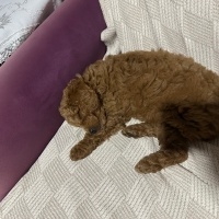 Poodle(Standart Kaniş), Köpek  Kuki fotoğrafı