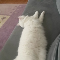 Ankara Kedisi, Kedi  Prens fotoğrafı