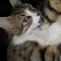 Tekir Kedi, Kedi  Minnak fotoğrafı