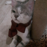 Tekir Kedi, Kedi  Minnak fotoğrafı