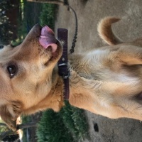 Fin Tazısı, Köpek  Fındık fotoğrafı