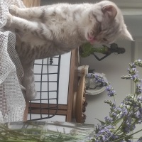 British Shorthair, Kedi  Tokyo fotoğrafı