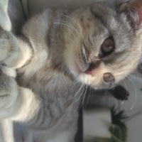 British Shorthair, Kedi  Tokyo fotoğrafı