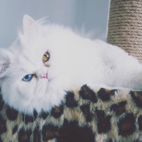İran Kedisi (Persian), Kedi  Aşkım chucky fotoğrafı